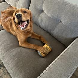 Golden Retriever puppies from Golden Paws
