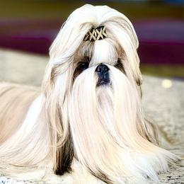 Shih Tzus from Oh My Shih Tzu