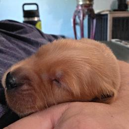 Buckbeak - Dark golden male Golden Retriever puppy in Orange City, Florida from Sidekick Retrievers