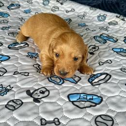 Snickers (Cello) - Cream female Dachshund puppy in Wolf Lake, Indiana from Canisteo Dachshunds