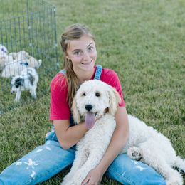 Goldendoodles from Sunnyfarm Doodles