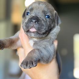Girl 6 - Gray and fawn female Cane Corso puppy in Sandia, Texas from OneTime Cane Corso