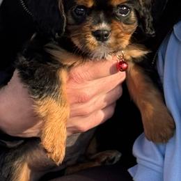 Owl - Black and tan male Cavalier King Charles Spaniel puppy in California from Tinkerpups