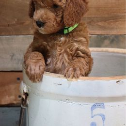 Poodle Puppies from Red Barn Moyen Poodles
