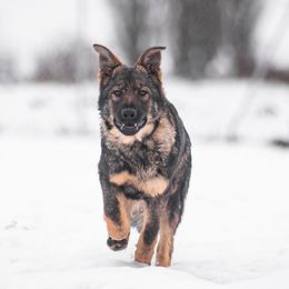 German Shepherds from Lucianhaus