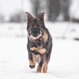 German Shepherds from Lucianhaus