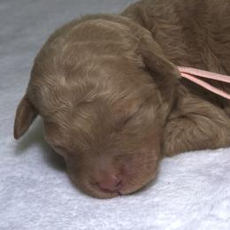 Mini Mouse - Brown female Bernedoodle puppy in Westminster, South Carolina from Goldendoodlepuppiessc