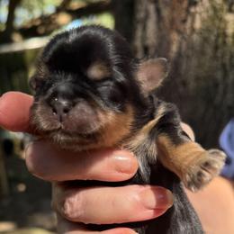 Girl 1 - Black and tan female Shih Tzu puppy in Mobile, Alabama from FluffyTail Shih Tzu