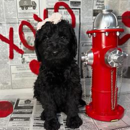 Lucy - Black female Pyredoodle puppy in Willacoochee, Georgia from Kitandkboodle's Doodles