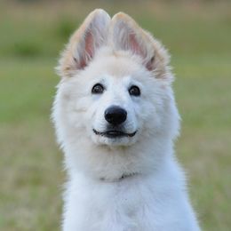 German Shepherds from Sugarloaf Shepherds