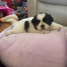 Snuggles - Tricolor male Shih Tzu puppy in Riverhead, New York from Eastern Long Island Shih Tzu