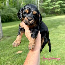 Symphony - Black and tan female Cavapoo puppy in Midland, Michigan from Northern Charm Farm