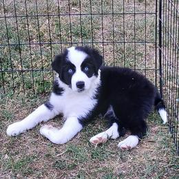 Olaf - Silver - Boy - Black & white male Australian Shepherd puppy in Charlotte, North Carolina from Tranquility Trail Aussies