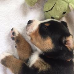 Entlebucher Mountain Dog Puppies from Royal Peak Entlebuchers