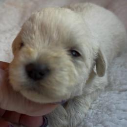 Ella - White female Miniature Schnauzer puppy in Hull, Georgia from Ardent Miniature Schnauzers of Athens