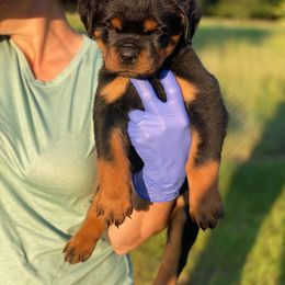 Girl 1 - Rottweiler puppy in Batesburg, South Carolina from Vom Haus Bulnes
