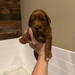 Blue Collar - Apricot female Goldendoodle puppy in Yadkinville, North Carolina from Millie’s Goldendoodles