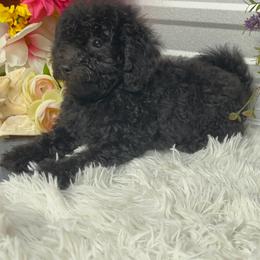 Faith - Poodle