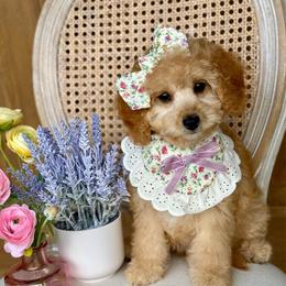 Ella Mae - female Cavapoochon puppy in Lucas, Ohio from Apricot Lane Puppy