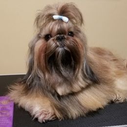 Shih Tzus from Hart of Texas Shih Tzu