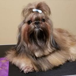 Shih Tzus from Hart of Texas Shih Tzu
