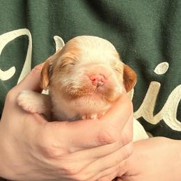 Tsunami - White female Cavapoo puppy in Kalamazoo, Michigan from Sleeping Bear Kennels