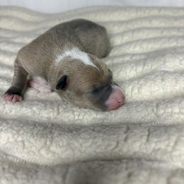 Pearl - Cream female Italian Greyhound puppy in Kentucky from Kentucky Greyhounds