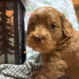 Cozy - Red and white female Cockapoo puppy in Carlotta, California from Lost Coast Bernese Mountain Dogs