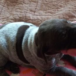 German Shorthaired Pointers from Samantha Whitehouse