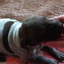 German Shorthaired Pointers from Samantha Whitehouse
