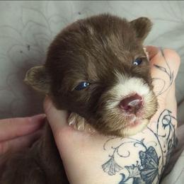 Reina - Red and white female Siberian Husky puppy in Richland, Mississippi from Feazell’s Siberian Huskies