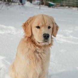 Sargent - Golden Retriever