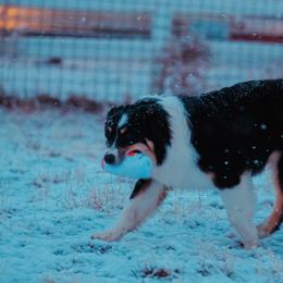 Australian Shepherd Puppies from Crystalbrook Aussies