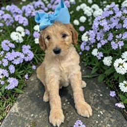 Ocean - Apricot female Goldendoodle puppy in Prosperity, Pennsylvania from Stelladoodles & Company