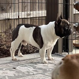French Bulldogs from Sunfire French Bulldogs