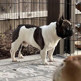 French Bulldogs from Sunfire French Bulldogs