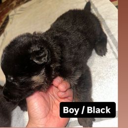 Male Black - Black and tan male German Shepherd puppy in San Antonio, Texas from Alamo Canine