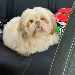 Manny - Shih Tzu