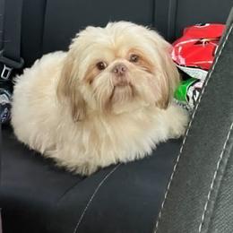 Manny - Shih Tzu