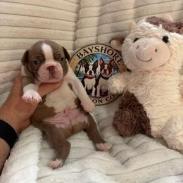 Rome - Red male Boston Terrier puppy in Tampa, Florida from Bayshore Boston Terrier’s