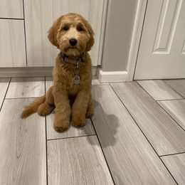 Goldendoodle All Grown Up from Doodleicious GoldenDoodles
