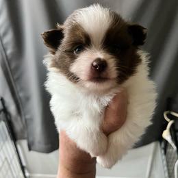 Bunny Girl 1 - Chocolate parti female Pomeranian puppy in Maplefalls, Washington from Snow peak poms