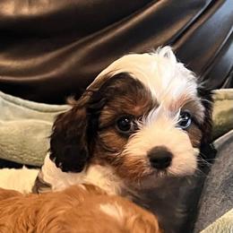 Bean F1 - Sable female Cavapoo puppy in Garland, Kansas from 3W Ranch