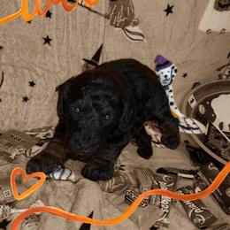 Boy 1 - Tri-color male Bernedoodle puppy in Paradise, Texas from Diamond Z Poodles & Doodles