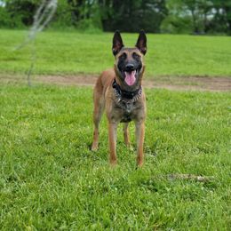 Rivia - Belgian Malinois