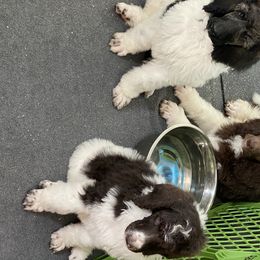 Poodle Puppies from Southern Elegance Standards