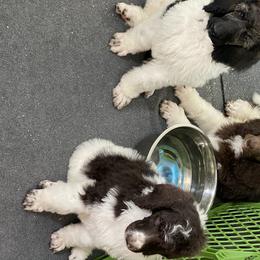 Poodle Puppies from Southern Elegance Standards