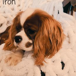 Iroh - Cavalier King Charles Spaniel