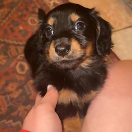 Dutton (PET ONLY) - Black and tan male Dachshund puppy in Goldthwaite, Texas from Mini Mama Dachshunds
