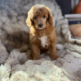 Tecova - Red  male Poodle puppy in Ault, Colorado from The Peaks Premium Poodles
